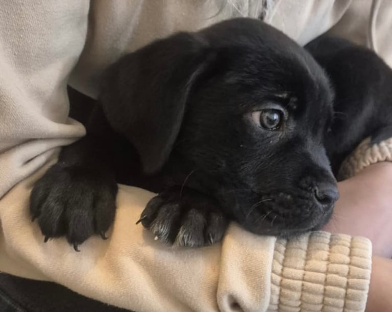 Stunning Cane Corse puppy for sale -  fully health checked & ready to leave. 