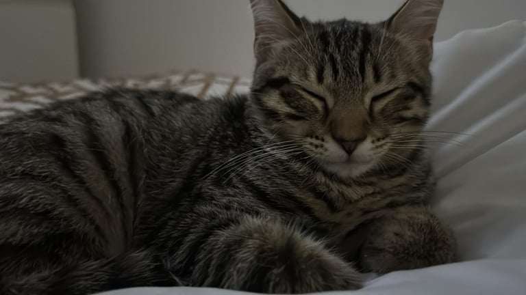 image for 2 kittens 5months old vaccinated and chipped 