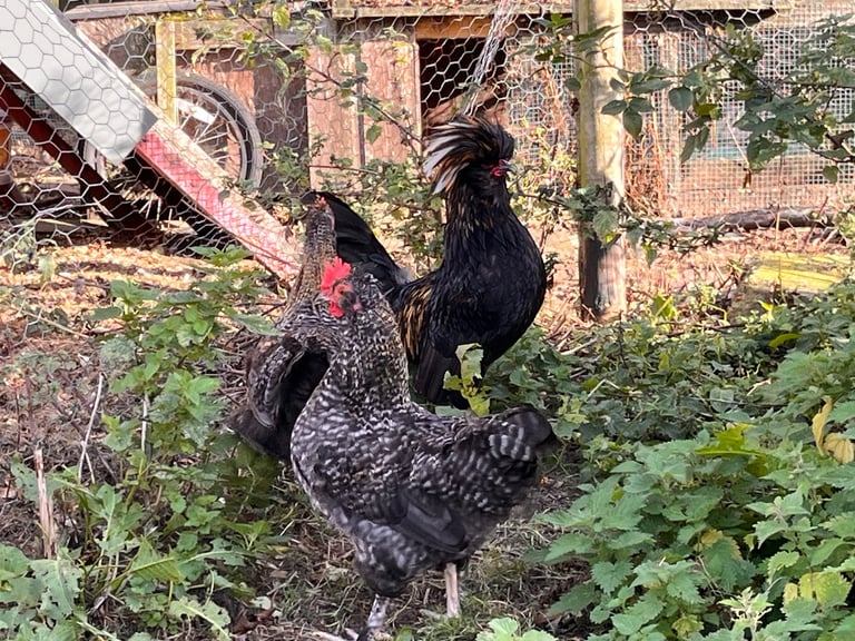 image for Mixed Hens and Cockerels 
