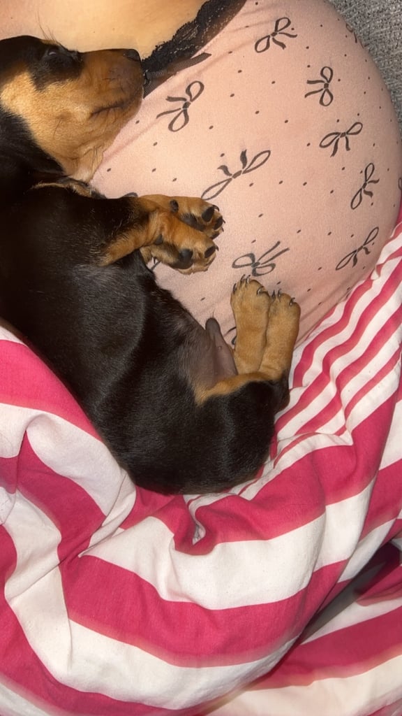 Mini dachshund smooth haired