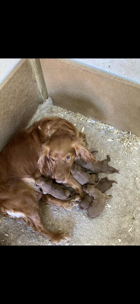 Cockapoo puppies 