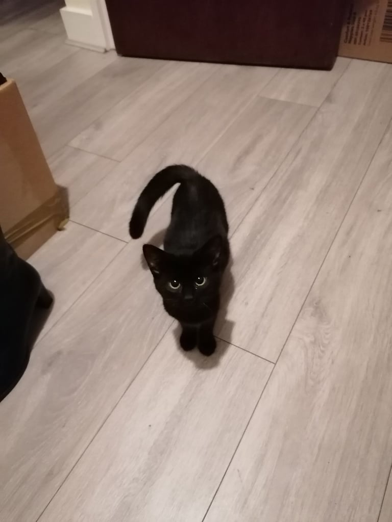 Syberian cat girl