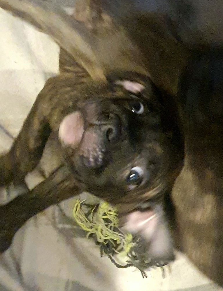 Frenchie x Staffy ( Puppies ) 