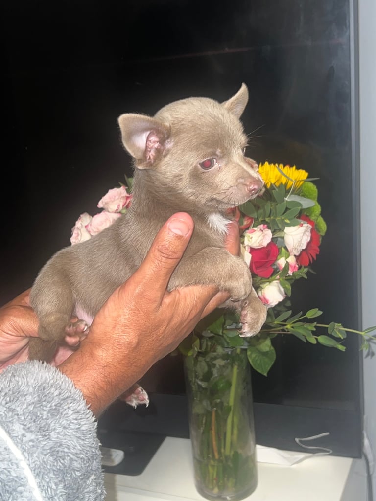 Chihuahua puppy’s 