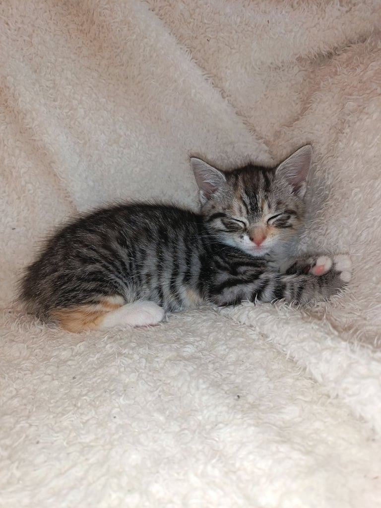 4 cuddly tabby and ginger kittens 