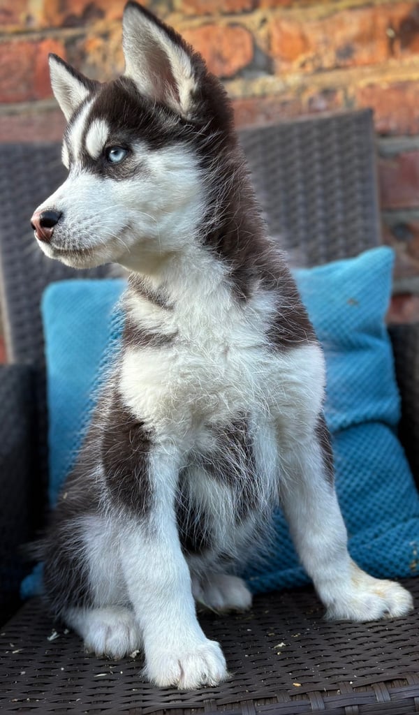 Siberian husky puppies 