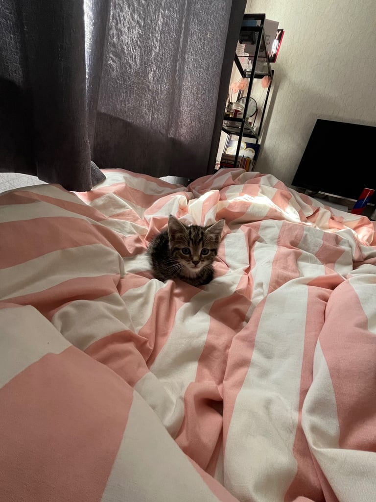 Quarter maincoone kittens 