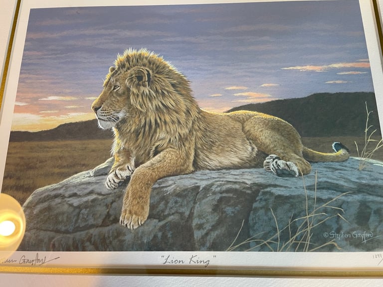 Stephen Gayford Lion King
