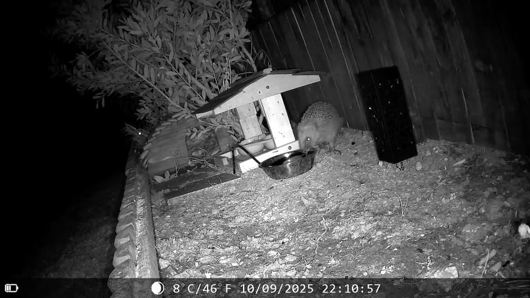 DL502 trail camera
