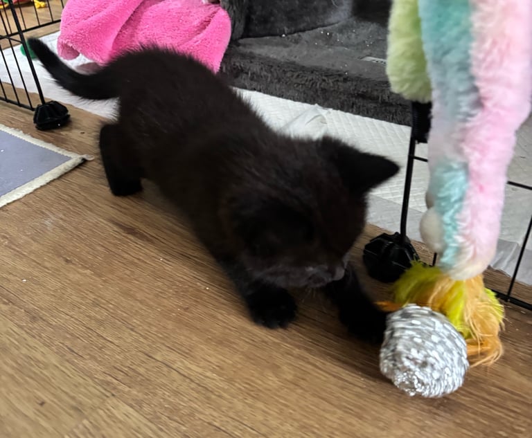 9wk old kitten only one left SOLD  