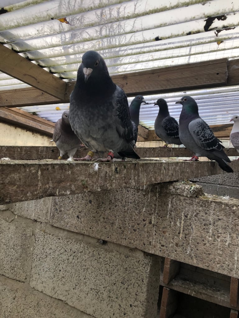 Pigeons 