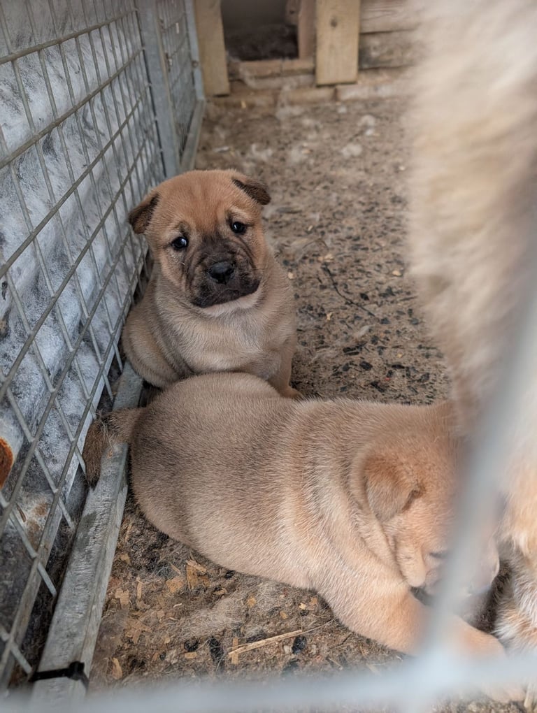 Chowchow X staffy 