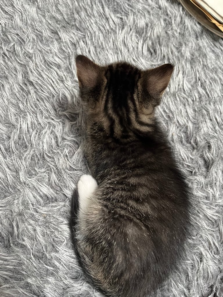 5 tabby kittens for sale 