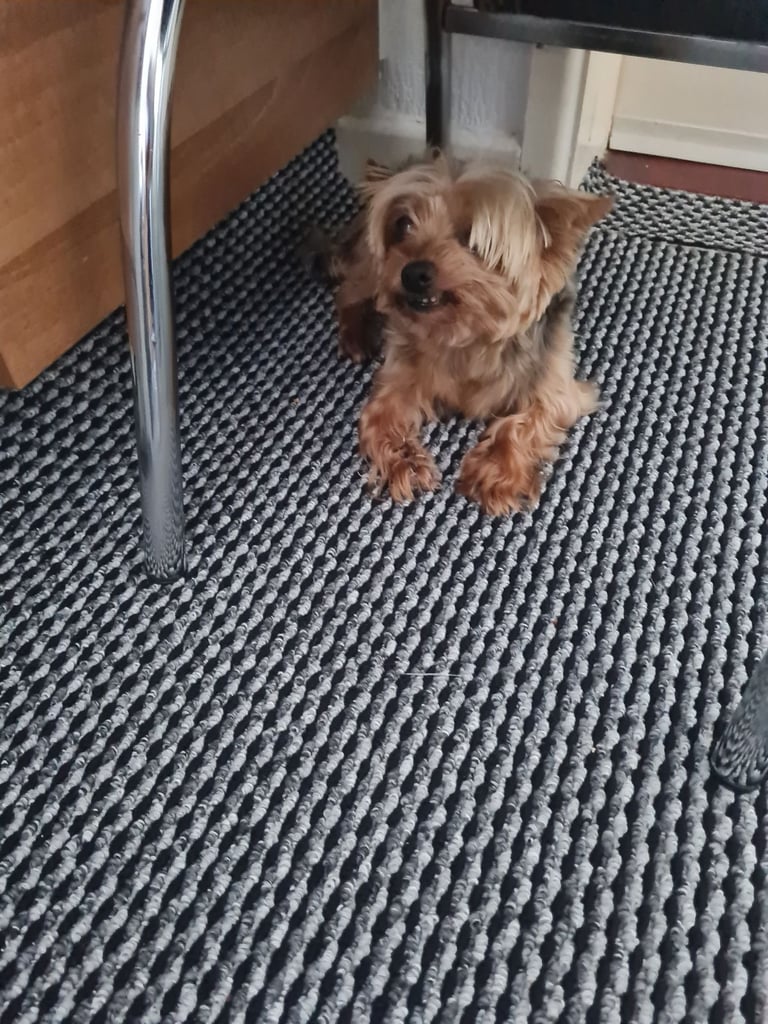 Yorkshire Terrier for sale 