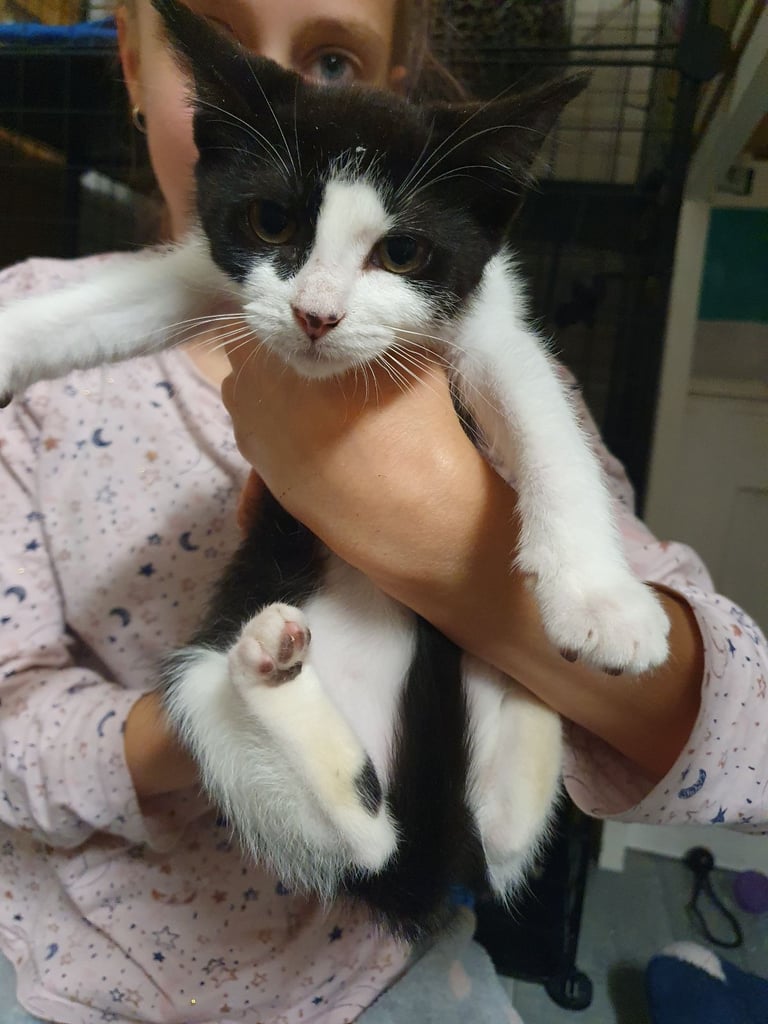 Kitten 1 left ready to leave now 