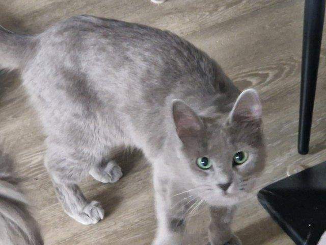 1 year old Nebelung cat for best home