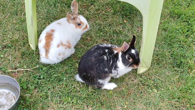 image for Netherland dwarf spotty bonded pair. And an Orange buck. 