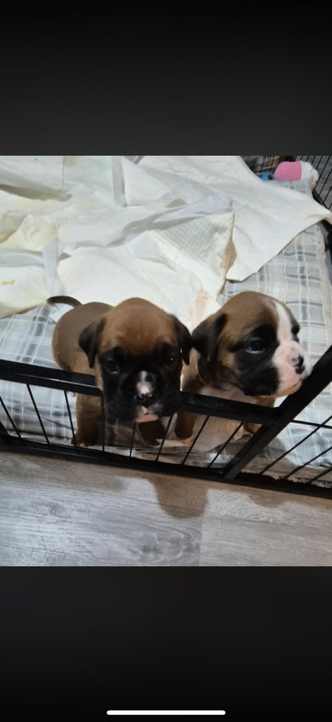 Boxer puppies 