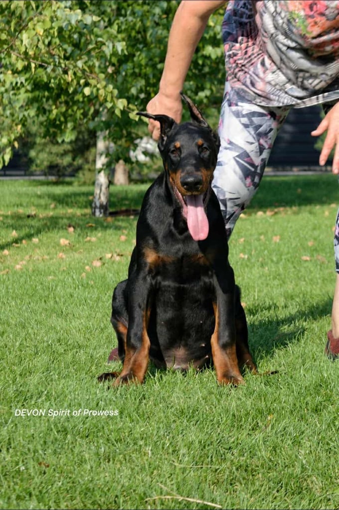 A stunning 6 month old Doberman male puppy 
