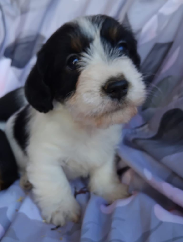 Two black and white boy puppys available 