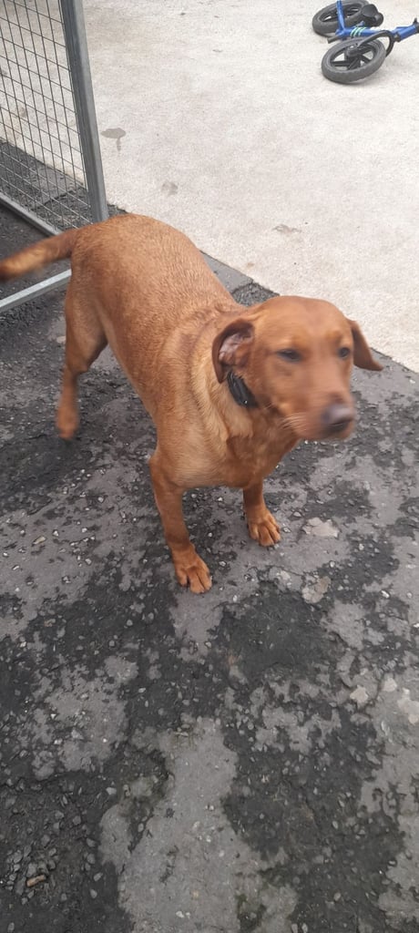 Female lab