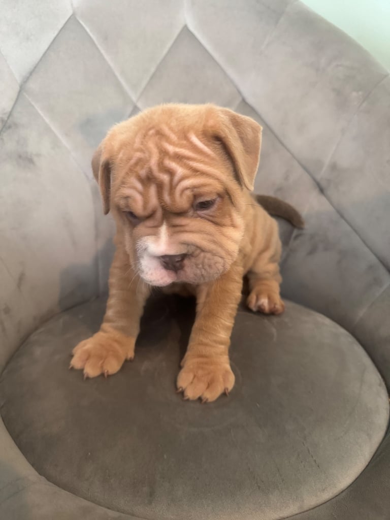 8 week old bullpei female 