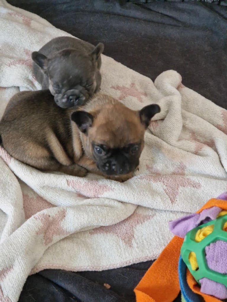 Full pedigree French bulldog puppies