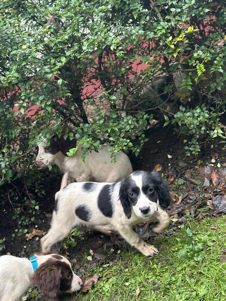 Springer spaniel pups 