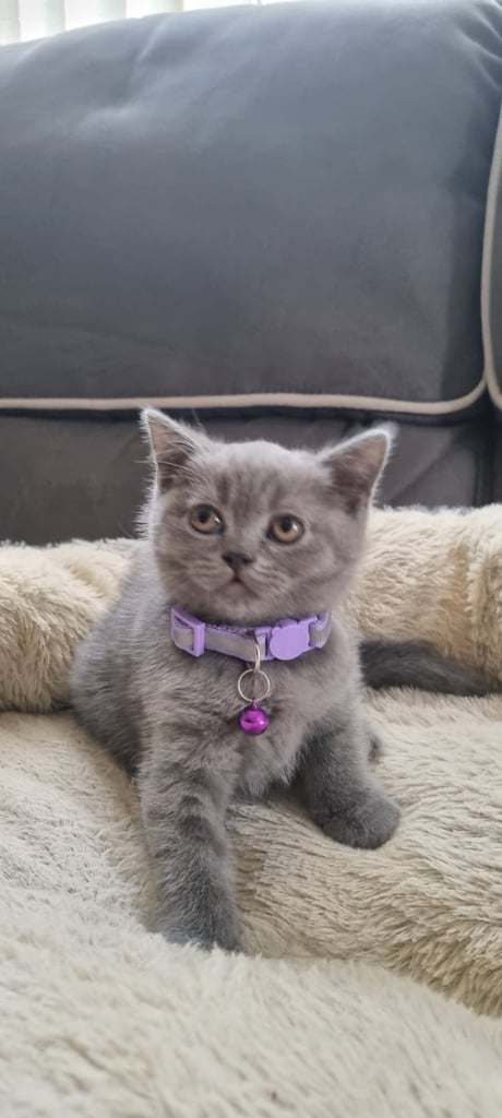 image for 2 BEAUTIFUL BSH PEDIGREE KITTENS 