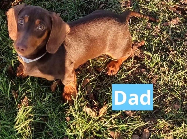 Miniature dachshund puppies *READY TO LEAVE*