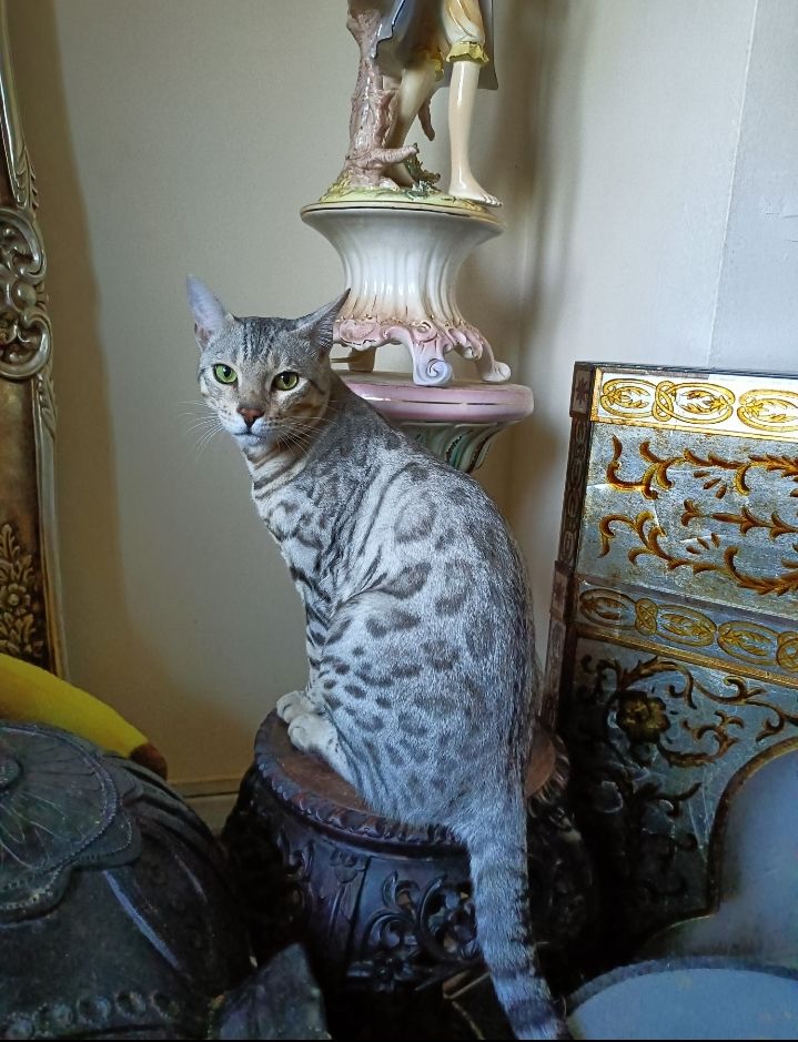G5 Snow Silver Rossetted Bengal Entire Male 