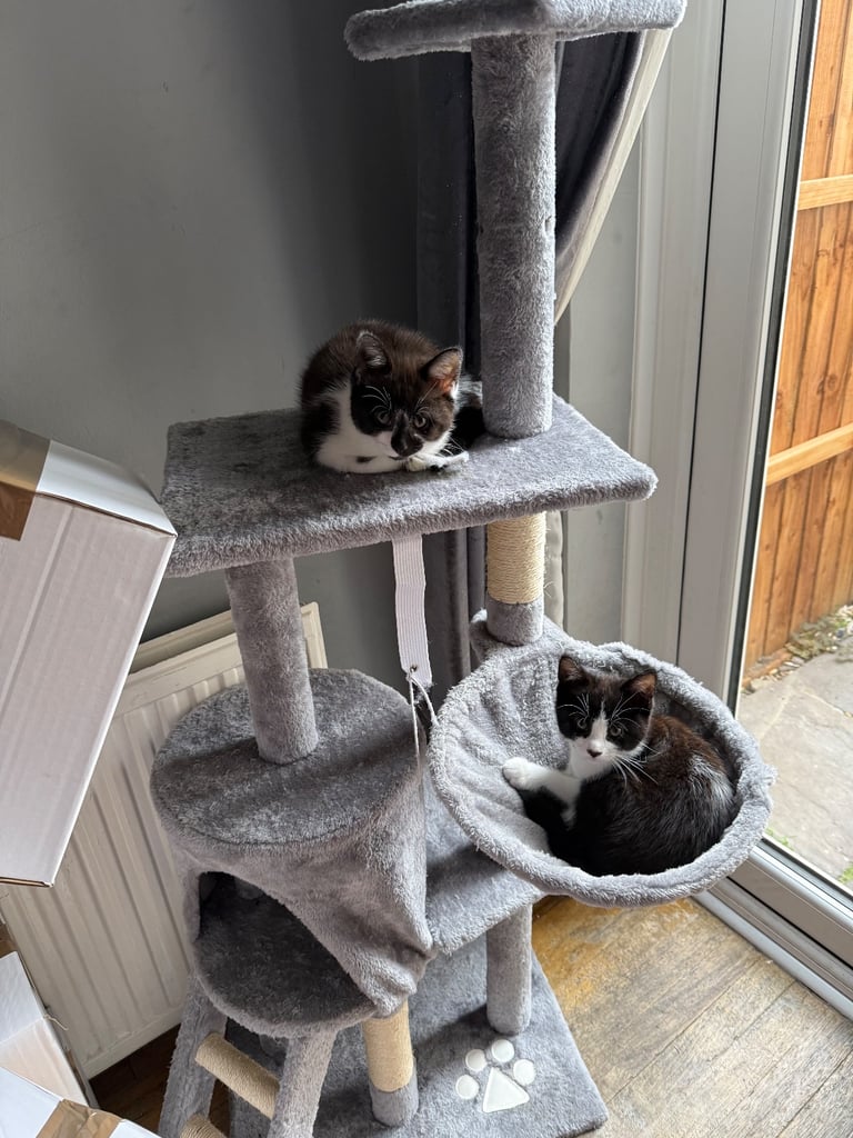 12 week old kittens 