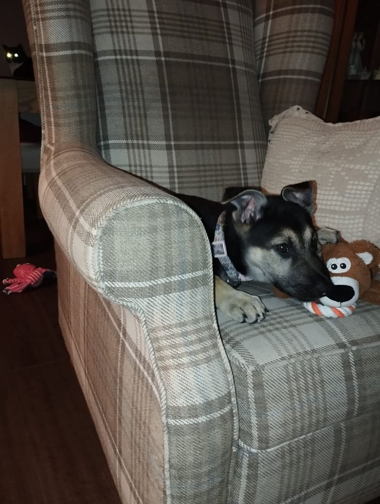 Gsd puppy