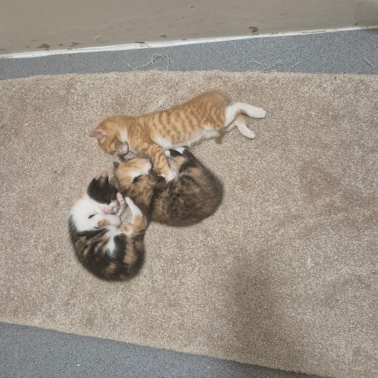 Gorgeous kittens for sale