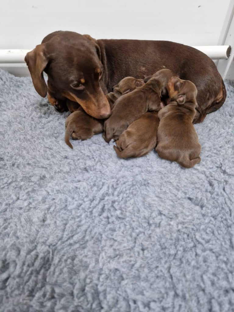 Dachshund puppy's miniature 