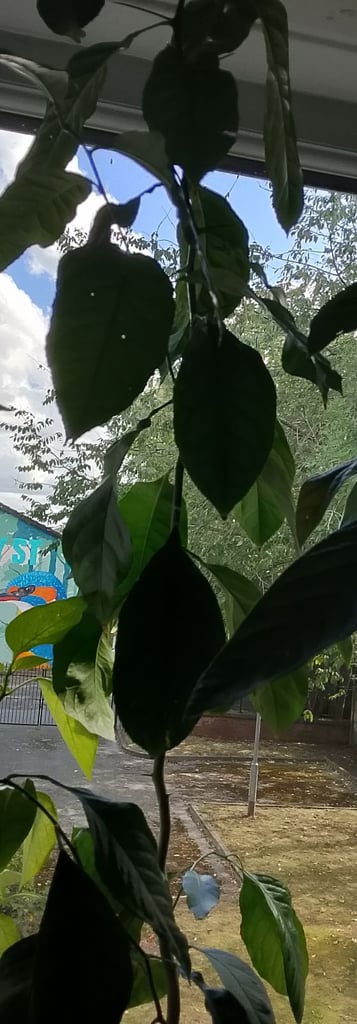 Potted lime plant