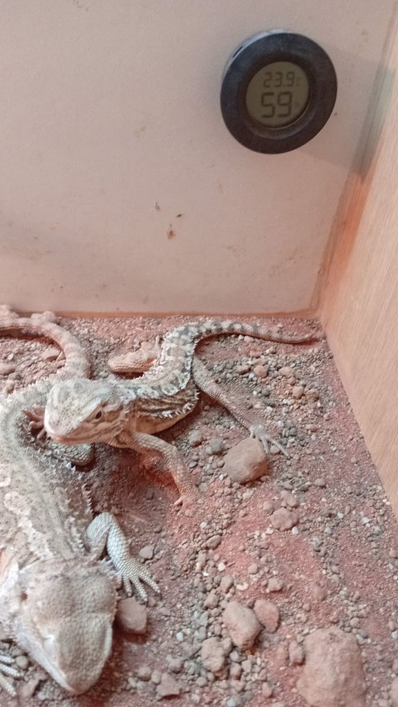 Young bearded dragons. 