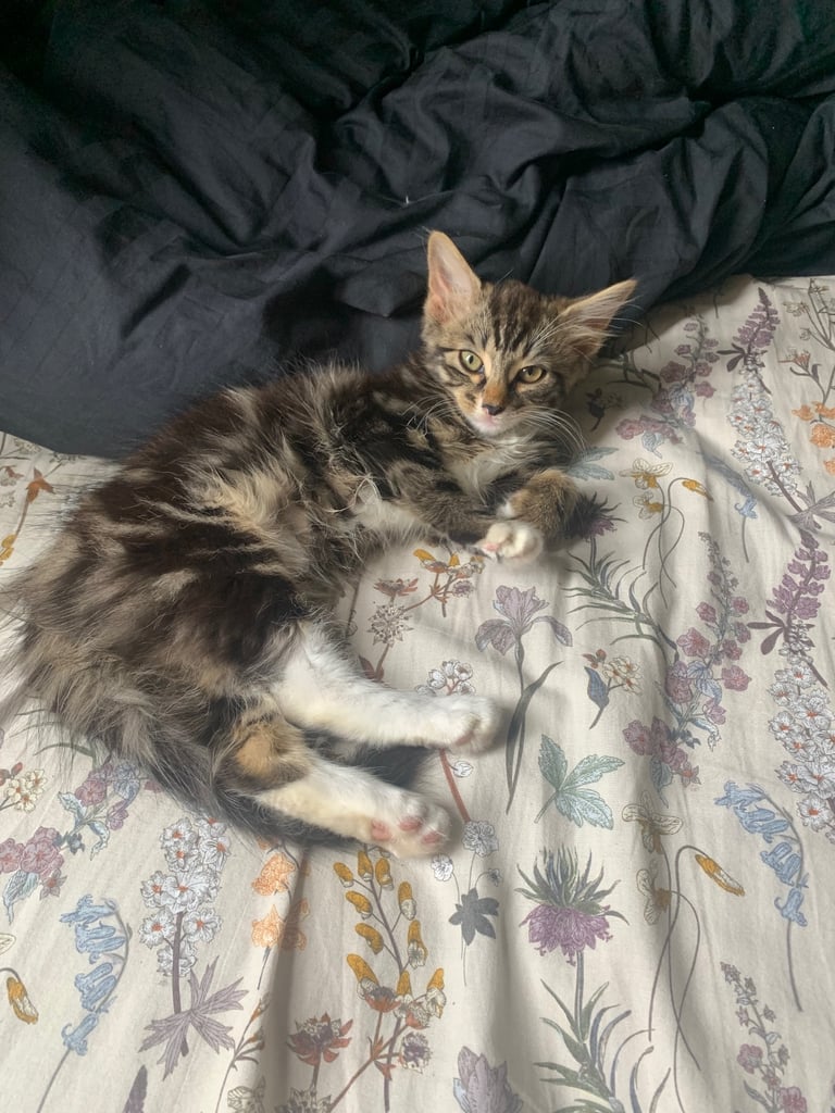 14 week female kitten ❤️🌸
