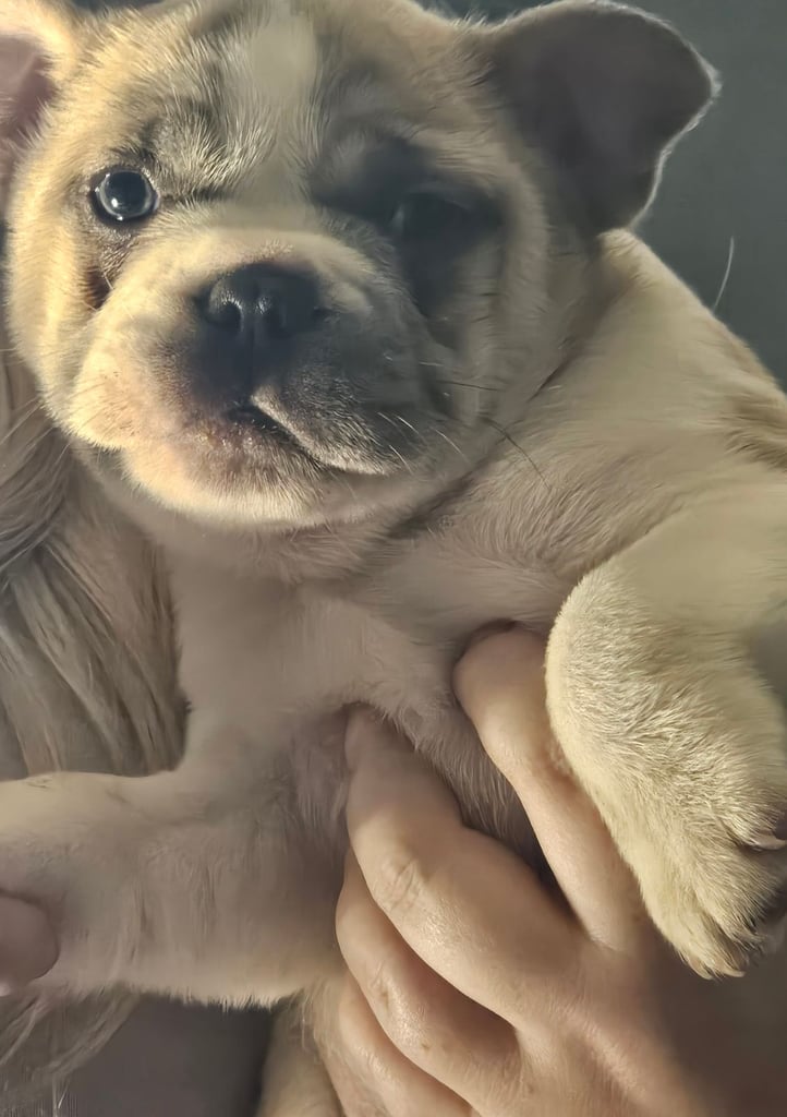 Stunning frenchie crossed sharpi 