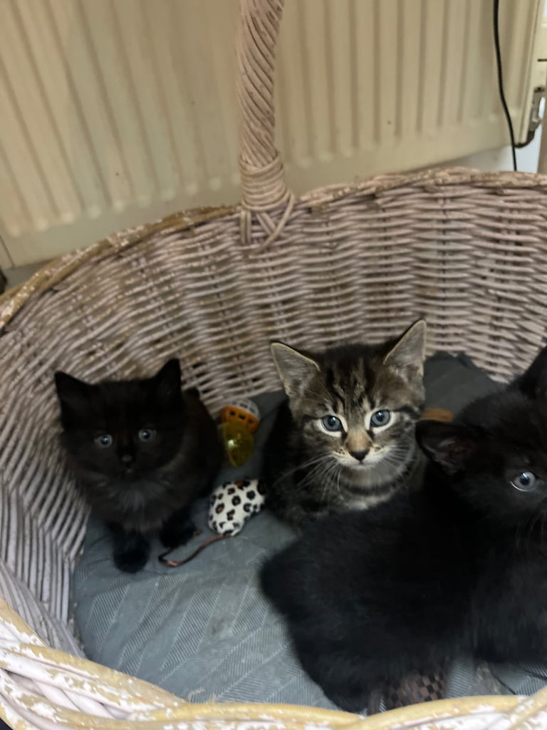 Fluffy Kittens For Sale (1 LEFT) 