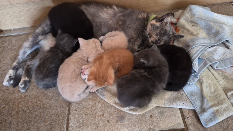 Gorgeous kittens for forever homes