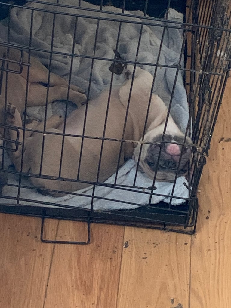Blue fawn male French bulldog 