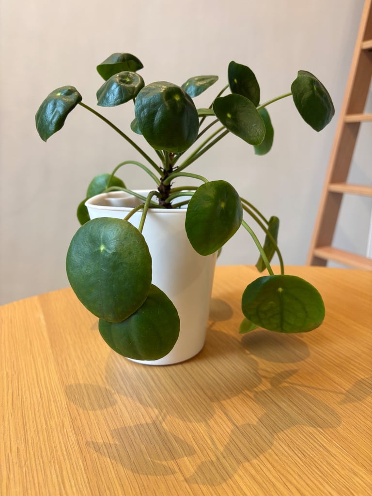 image for White Plastic Modern Minimal Self-Watering Planter / Plant Pot