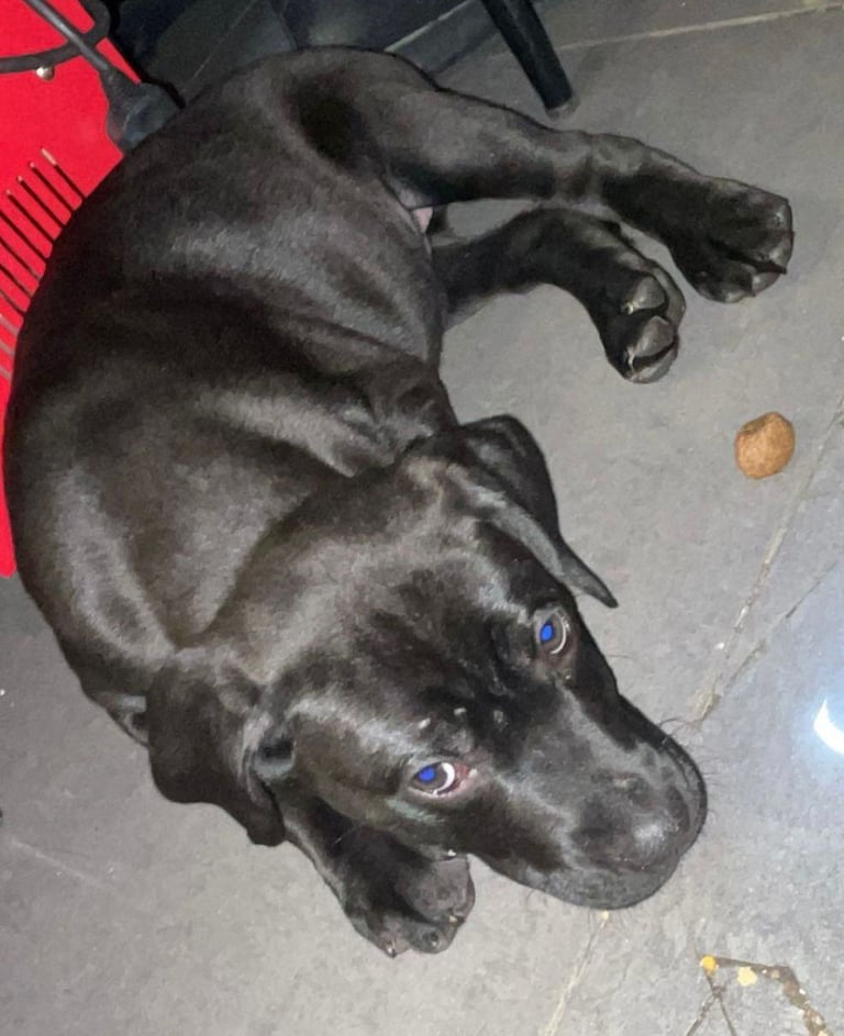 Presa canario x staffy