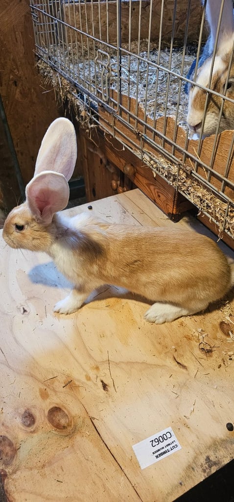 image for Continental Giant Merle Rabbits Rabbit