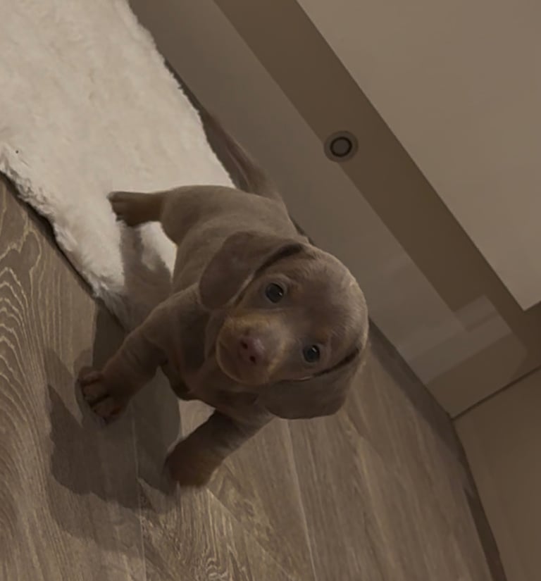 Miniature dachshund puppies