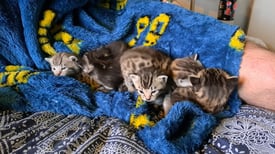 Bengal kittens 