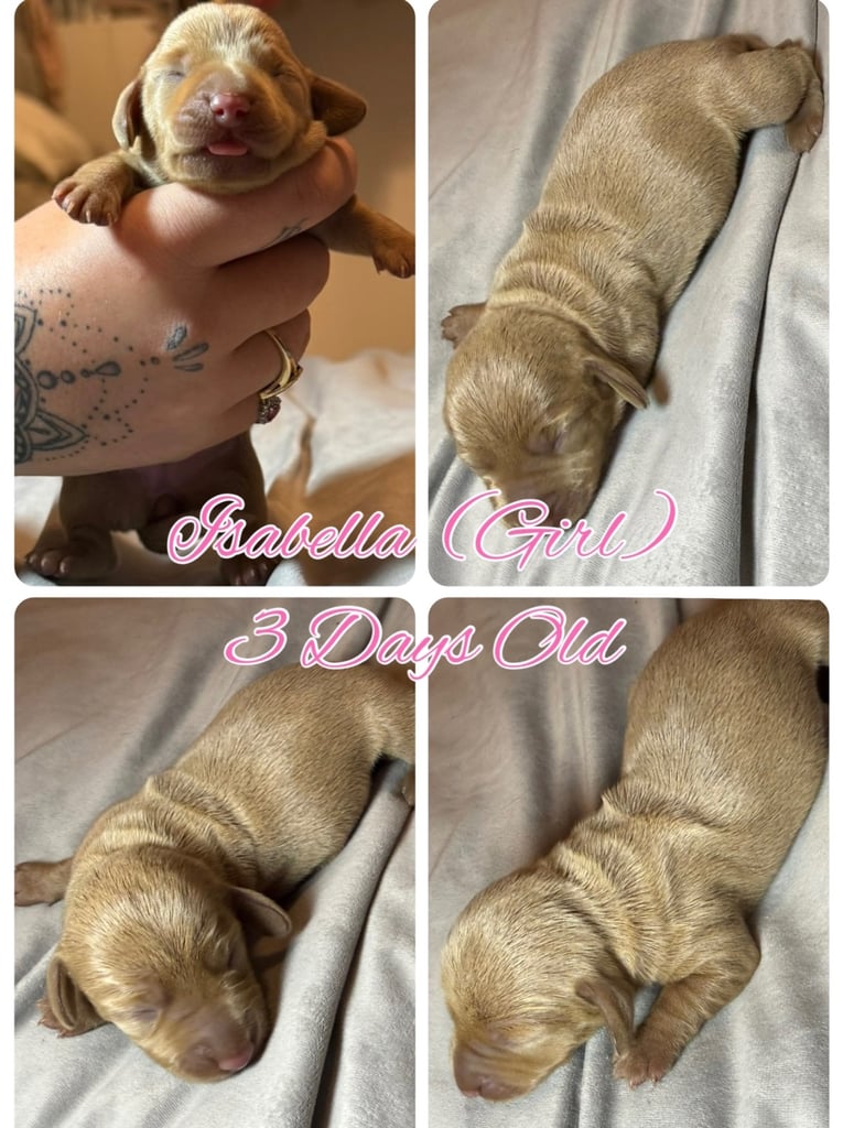 KC Miniature Daschund 1 Girl Available 