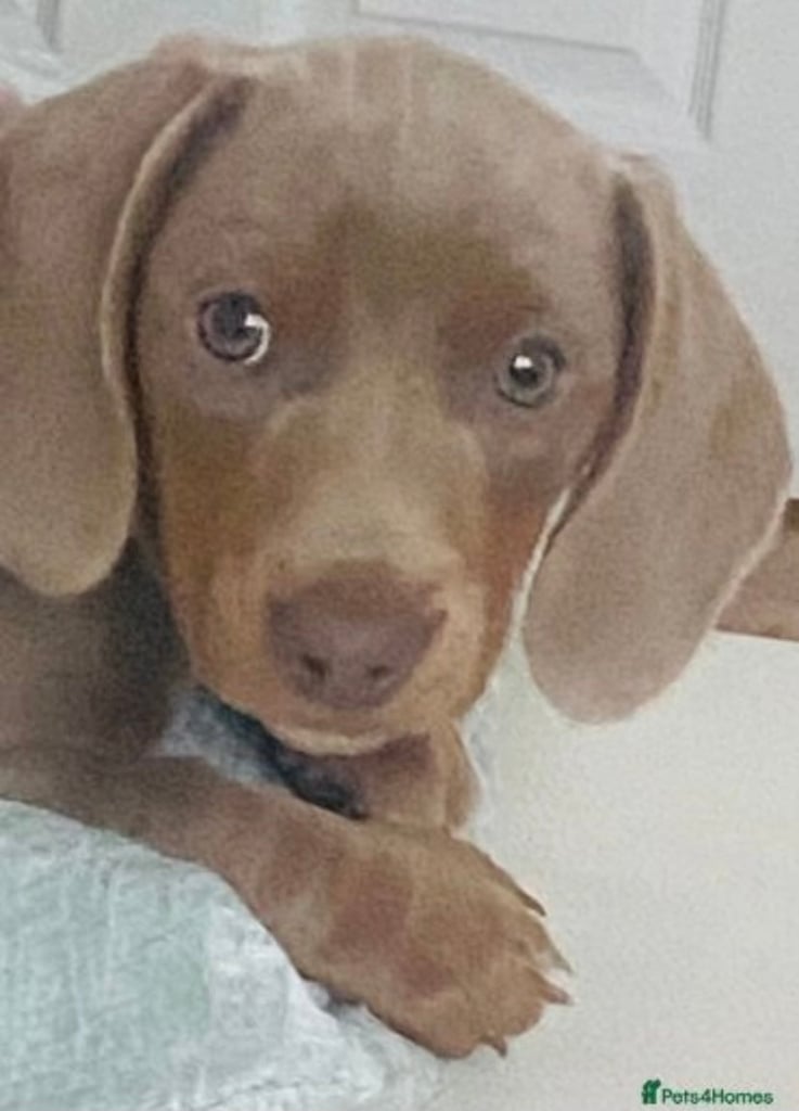 Beautiful mini dachshund puppy for sale