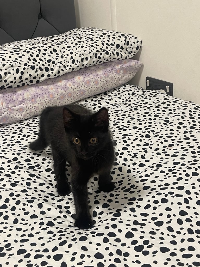 3 month old boy kitten 